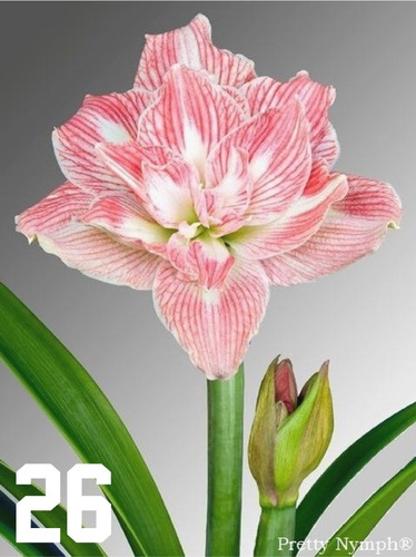 2 Amaryllis Dobles, Azucenas, Hippeastrum, Lirios Dobles | Envío gratis