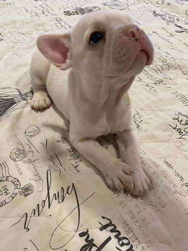 Buldogue Francês Macho - Pedigree Cbkc