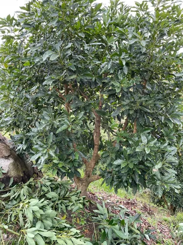 Finca En Venta En Granada. Cod V12640
