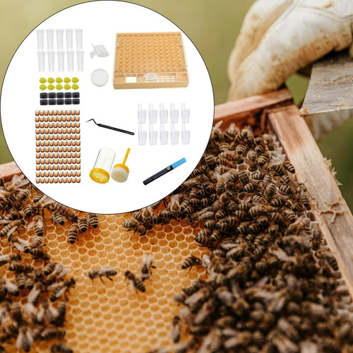 Bee Queen Jaulas Box Set Box Tamaño 13x14.8x2.8cm Catcher