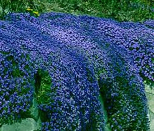 Semillas De Aubrieta Azul  Calidad De Importacion