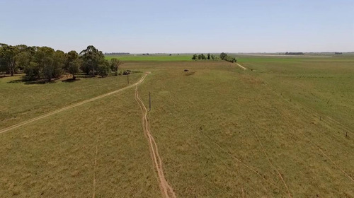 Imagen 2 de 8 de Importante Campo En Venta - Trenque Lauquen