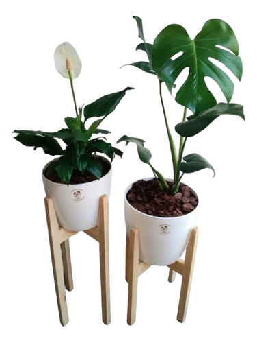 Combo Monstera + Spathiphyllum En Maceta + Pie Nórdico 