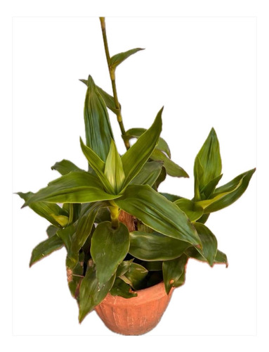 Planta Exterior Grande 80 Cm