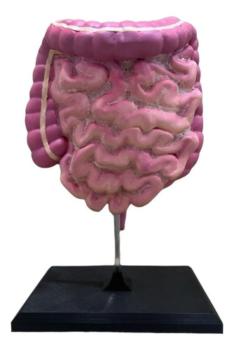 Intestino Humano - Maqueta 3d 1:1 Escala Real