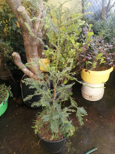 Secuoya Gigante ( Arbol ) Sequoia Sempervirens 1 - 1-20 M