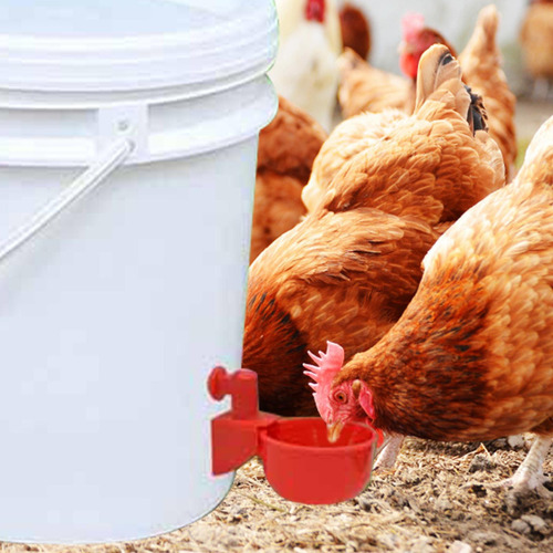 Ahfp Dispensador De Agua Para Pollos Mangeoire Poule Con