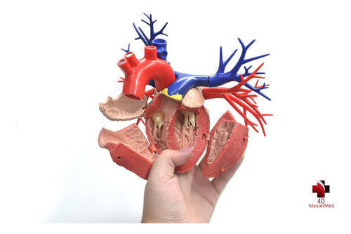 Anatomia Do Coração Deluxe - Tamanho Real - 4d Master