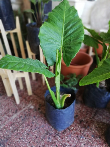 Planta Alocasia + Maceta Piramidal En Fibrocemento