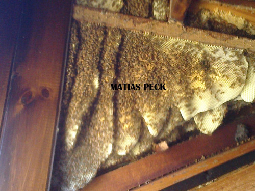 Retiro Abejas Enjambre Zona Norte Oeste Sur Caba Y Costa Atl