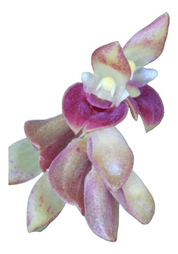 Orquidea Acianthera Recurva Misiones