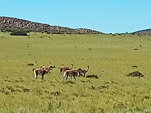 Campo En Malargue Mendoza