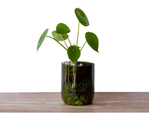 Cuchara Little Terrario 10, Maceta De Vidrio