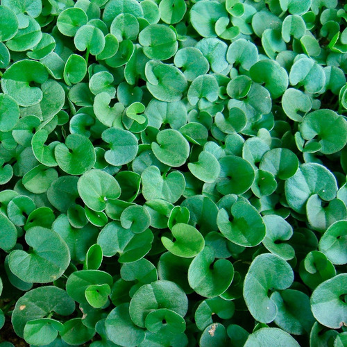Cesped Dichondra Repens Oreja De Raton Plantin De Pasto M12
