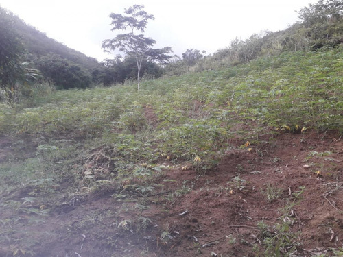 Imagem 5 de 14 de Sítio / Chácara Para Venda Em Flexeiras, Zona Rural - In - 0014_1-1691481