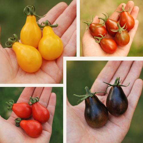 Combo Semillas Tomate Cherry Gota Los 4 Colores! Premium