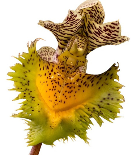 Orquídea Catasetum Fimbriatum  Plantones 