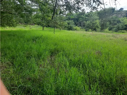 Venta Finca La Tebaida Cultivada En Pasto - 40 Cuadras