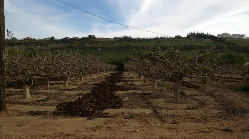 Sitio En Venta En La Serena, Alfalfares Oriente