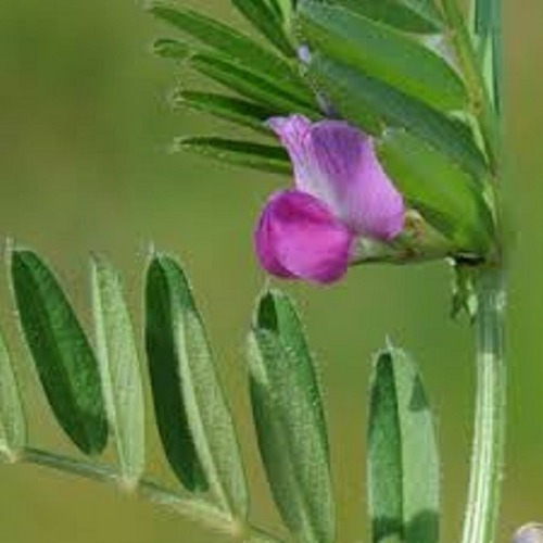 Sementes Nabo Forrag + Aveia Preta + Ervilhaca + Sorgo