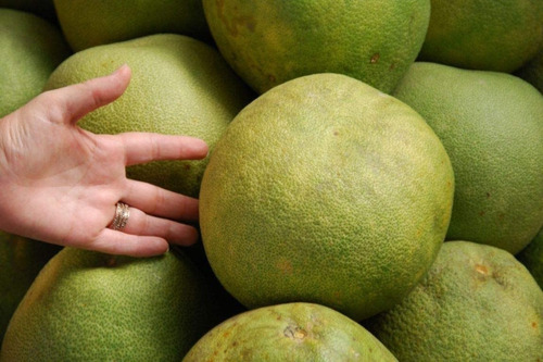 Pomelo Chino - Pomelo Gigante - Pamplemusa