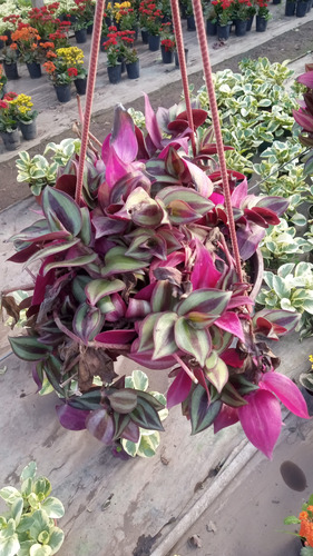 Planta Tradescantia Bowl 18 Colgante