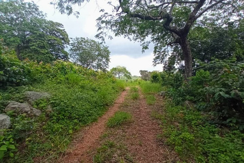 Imagen 9 de 30 de Vendo Finca En Tocuyito Vía Cachinche ( Dt )