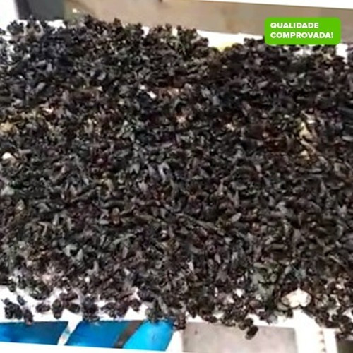 Refil Adesivo Com Cola Armadilha Pega Mata Mosca 450x220