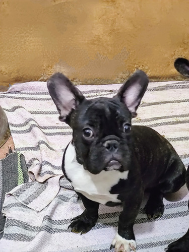Cachorro Bulldog Francés Macho Negro