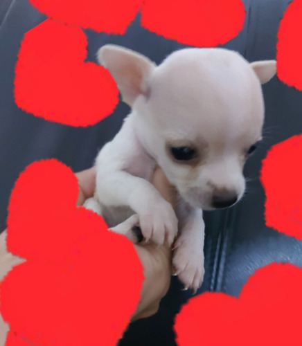 Cachorro Chihuahua Machito
