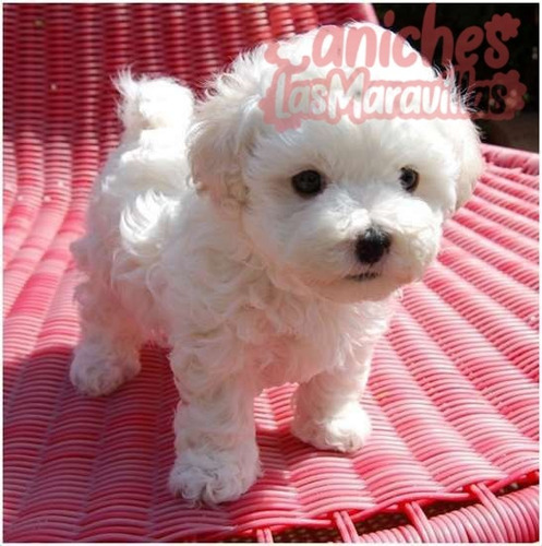 Cachorros Caniches Blancos 01