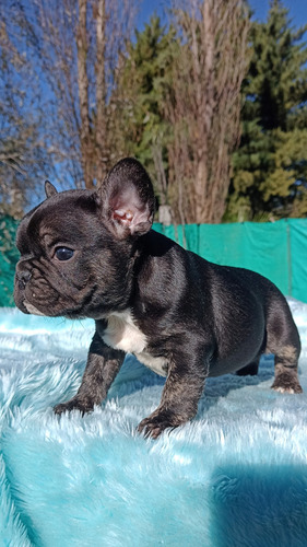 Bulldog Francés Macho Black Trindle Black Trindle