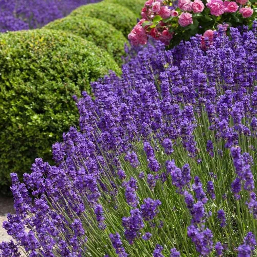 Semillas de lavanda inglesas Vera para plantar, más de 1000 semillas por  paquete, semillas de jardín de Isla (semillas de jardín de Isla), semillas