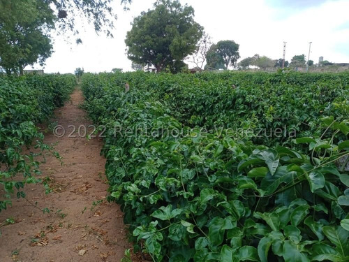 Imagen 5 de 30 de Jose Lopez Ofrece Finca ( Granja Avícola / Agrícola ) En Venta Vía A Duaca Caserio Guayabal Cordero Lara, Venezuela ,j G L Rent - A - House Telf. 0414-5533925 Cod # 22-16836 $ 15000