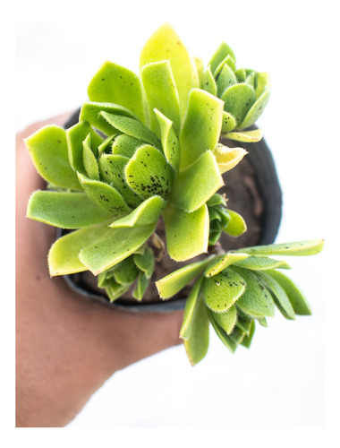 Aeonium Simsii Suculenta Colección N° 8