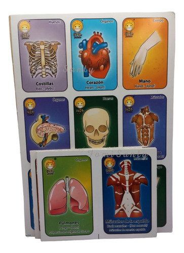 Juego De Loteria Didáctica Aprendizaje Del Cuerpo Humano 