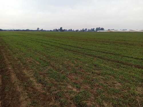 Terreno Agrícola En Venta, Campo De 21 Ha, San Clemente