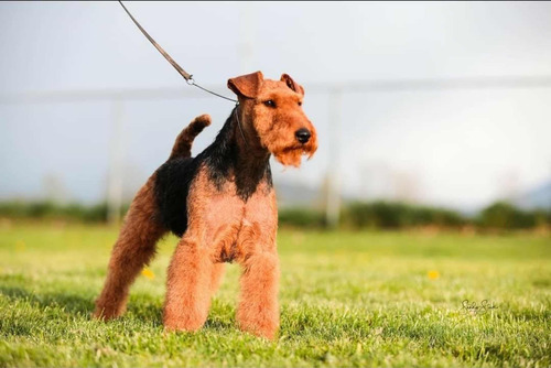 Welsh Terrier Pareja Adulta