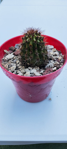 Stenocereus Thurberi