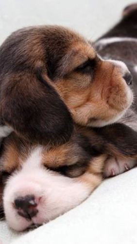 Beagle Tricolor Atlético Y Juguetón Ladriditoss