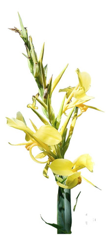 Achira Amarilla Canna Glauca Palustre Nativa Nutricia