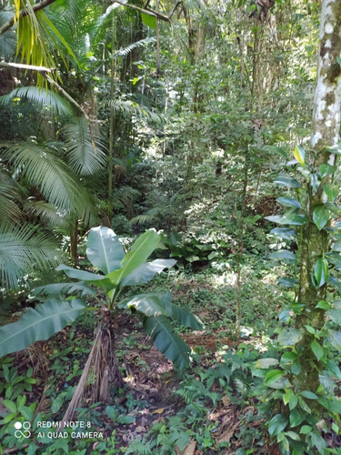 Imagem 19 de 24 de Sítio Com 03 Lagos, Nascentes, Fogão A Lenha, Churrasqueira, Árvores Frutíferas Sendo 70 Pés De Lichia, 150 Pés De Pitaia, No Bairro Faú Em Miracatu, Com 38.000 M² De Área Total Ref: Ch132/ac