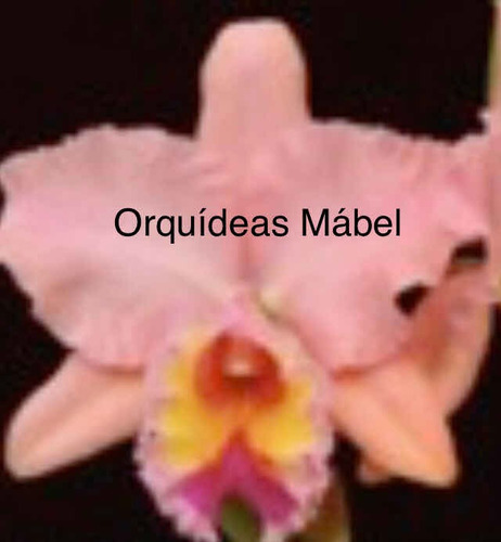 Imagen 6 de 8 de Cattleyas Orquídeas