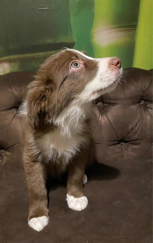Cachorros Border Collie - Reserva