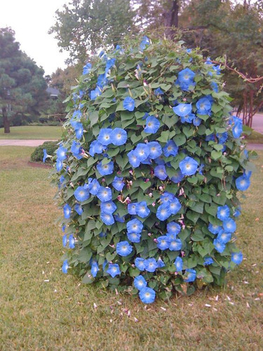 Ipomea Azul Moorning Glory 10 Semillas Del Campo