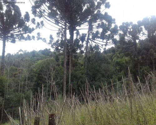 Imagem 9 de 18 de Sitio À Venda No Monjolada - Guiapiara/sp - St00246 - 68125721