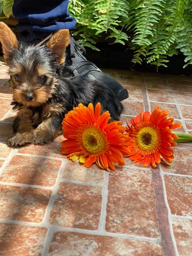 Cachorro Yorkshire Terrier Macho Fotos Reales .