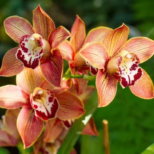 Sustrato Para Orquídeas Musgo Anasac 200 Gr