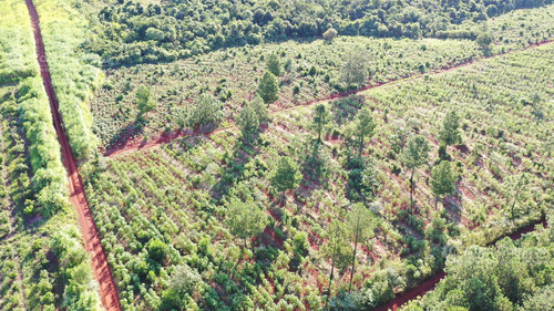 Se Vende Chacra En San Ignacio Misiones. Yerba, Forestación Y Arroyo