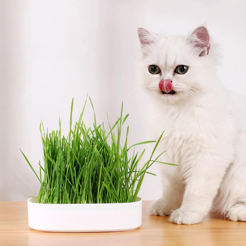Bandeja De Hierba Para Gatos Hidropónicos Bandeja De Blanco